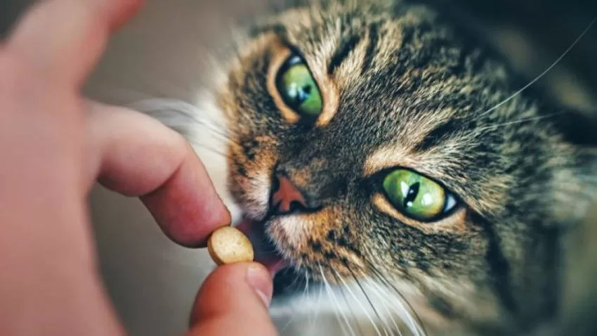 gato tomando remedio vômito em gatos