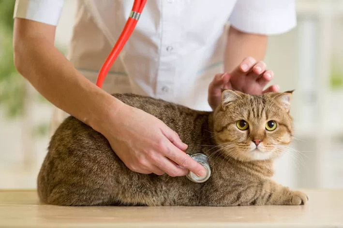 gatinho no medico  vômito em gatos