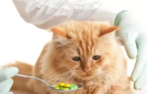 Vômito com espuma em gatos: quando é hora de procurar um veterinário?