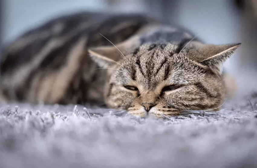 gatinho triste vômito em gatos