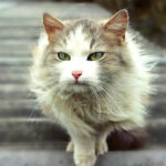 gato lindo nas escadas