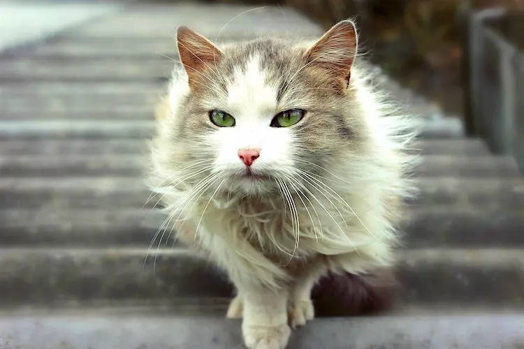 gato lindo nas escadas