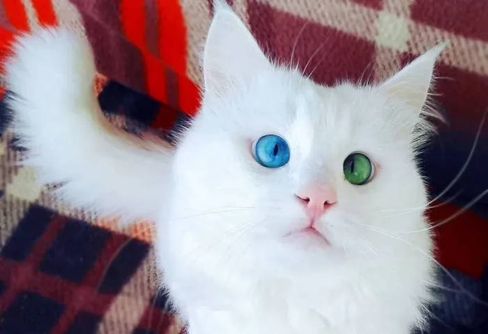 gato albino de olho de duas cores