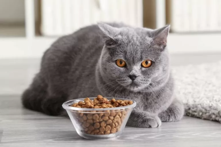 Gato seletivo: entenda por que seu felino pode estar recusando a comida