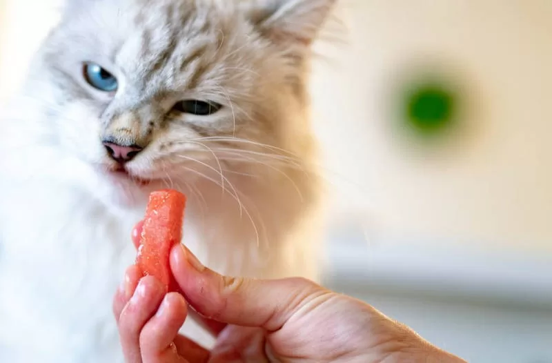 gato recusando comida 