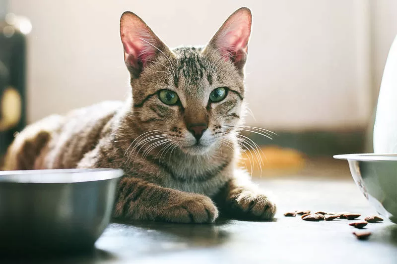 gato se recusa a comer 