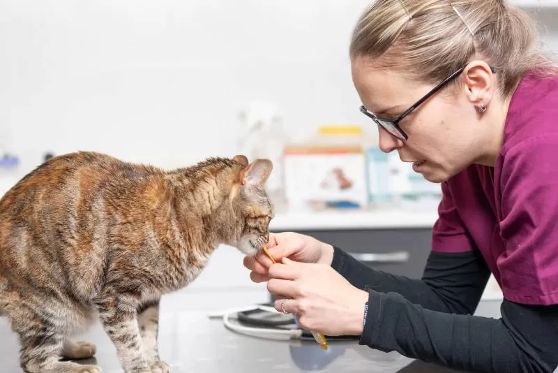 veterinaria tentando alimentar