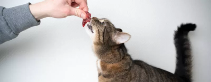 gatinho tentando comer 