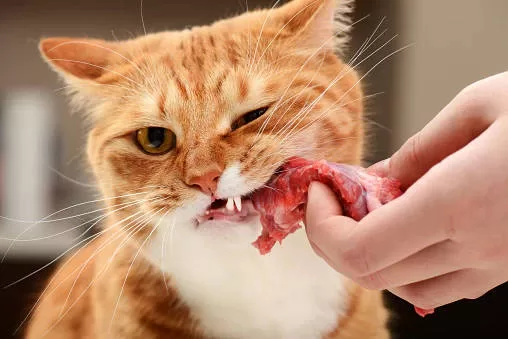 gato mastigando carne 