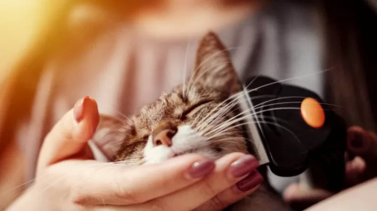 Furminator Pelo Curto: A Ferramenta Essencial Para Cuidar da Pelagem do Seu Gato