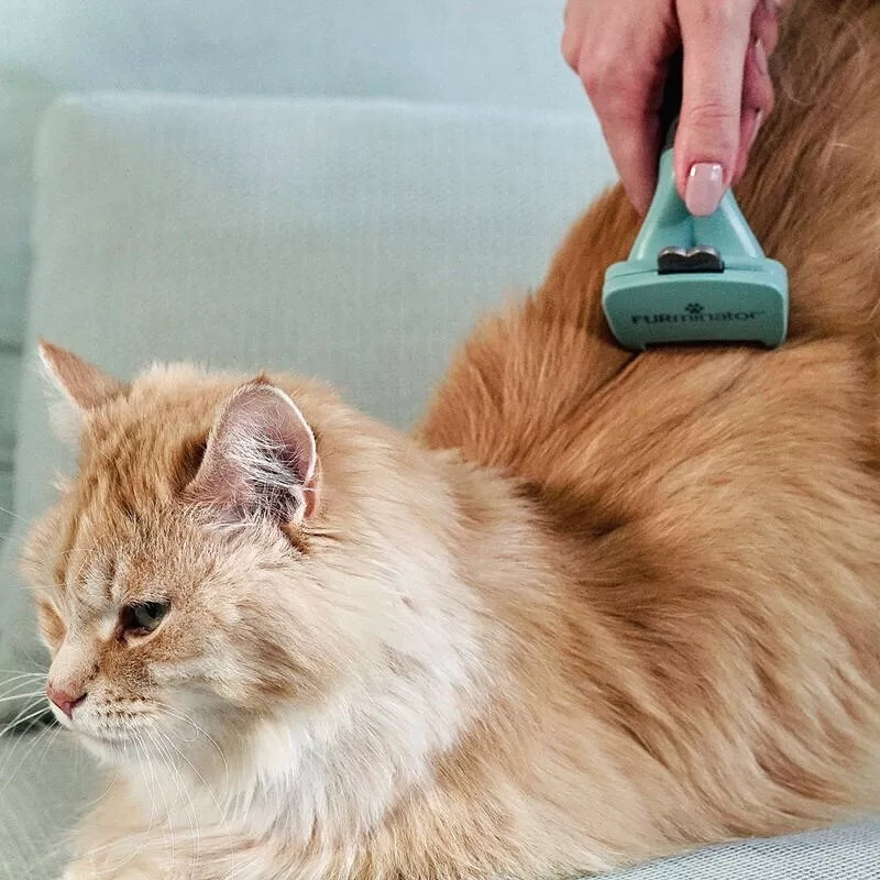 gato sendo bem tratado com furminador