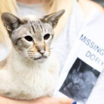 gato perdido encontrado
