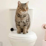 gato no vaso sanitario