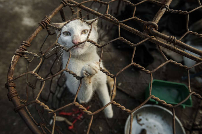 condições insalubres de gatos