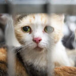 gatos enjaulados sofrendo