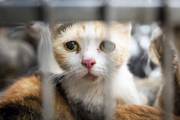 gatos enjaulados sofrendo