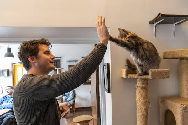 uniao entre gatos e humanos