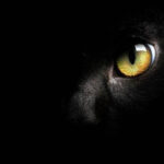 olhar de gato