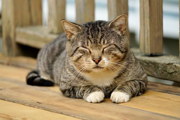 Calmaria e foco felino