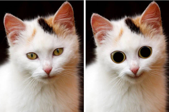 efeitos da Nepeta cataria nos gatos