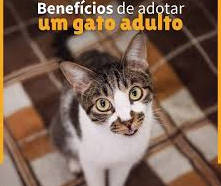 Campanhas digitais ajudam a espalhar a mensagem certa.