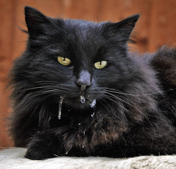 Gato babando com excesso de saliva no queixo