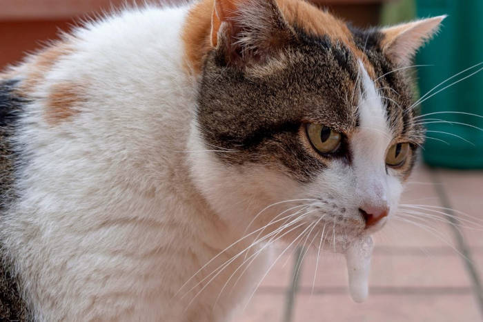 Gato babando espuma, sinal de emergência veterinária