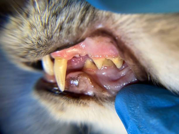 Gengiva inflamada em gato com baba excessiva