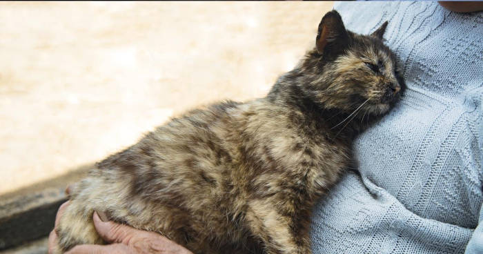 Gato com aparência doente e baba no queixo