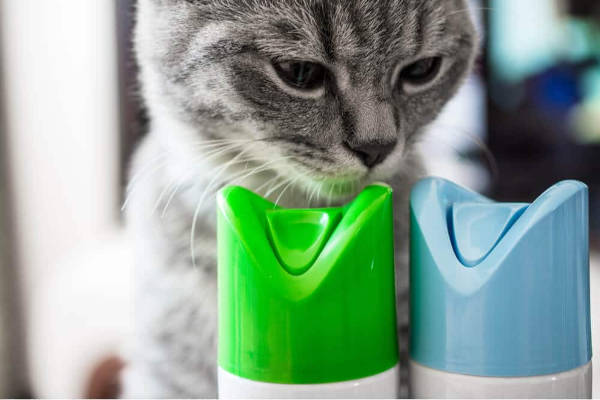 Gato exposto a substância tóxica que pode causar baba