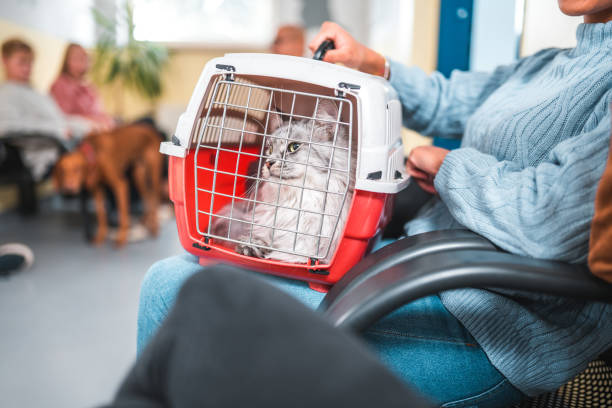 Tutor levando gato babando ao veterinário