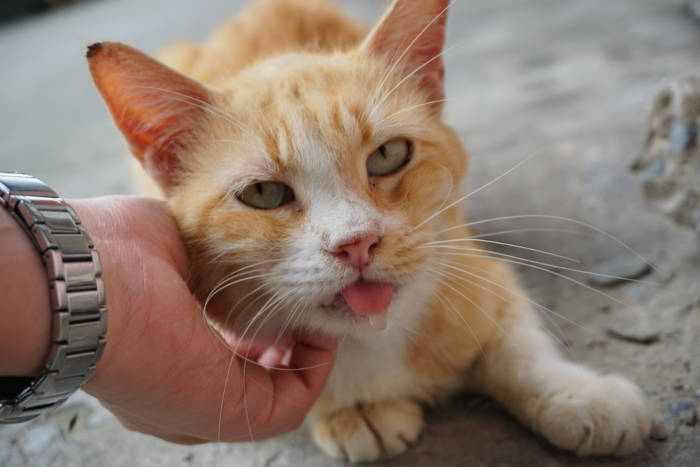 Gato babando levemente enquanto recebe carinho