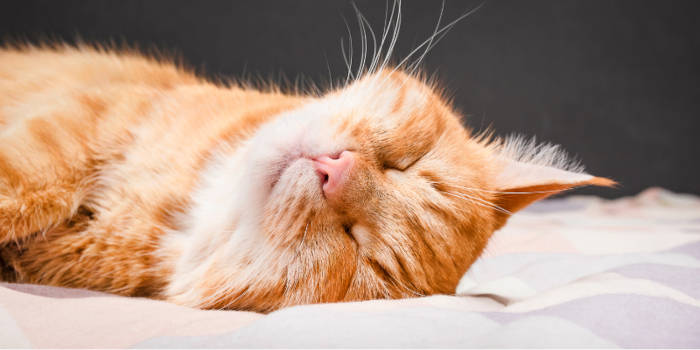 Gato saudável e relaxado após tratamento