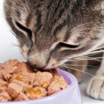 gato comendo raçao humida