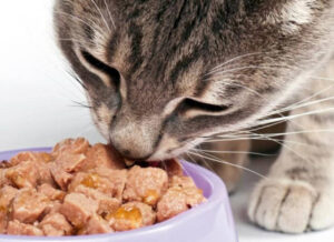 gato comendo raçao humida