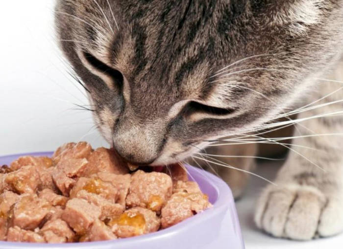 Ração Úmida para Gatos: Guia Completo com Benefícios, Marcas Recomendadas e Dicas de Uso