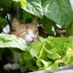 gato no meio da horta