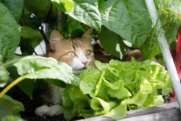 Como Evitar que Gatos Invadam a Horta: Dicas Naturais e Seguras