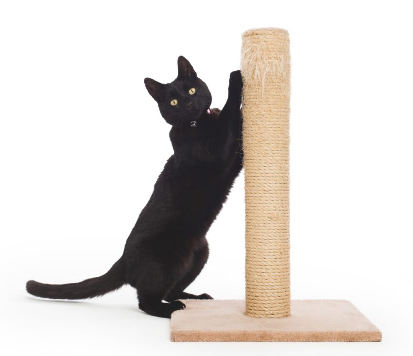 All You Need to Know About Scratching Posts - Cat Friendly Homes