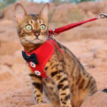 gato de coleira para passeio