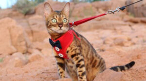 gato de coleira para passeio