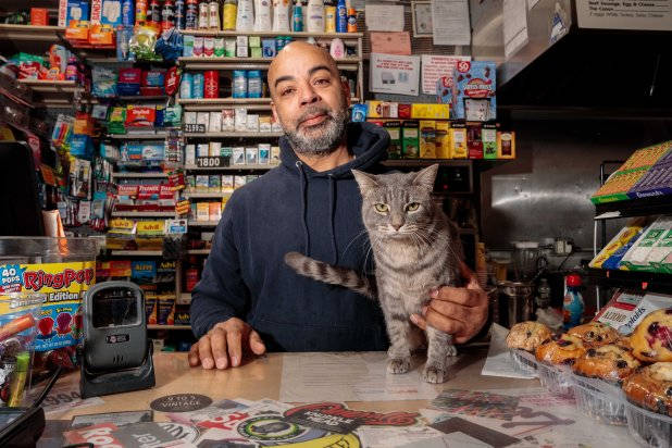 Gatos de Mercearia: A Luta Global por Reconhecimento e Direitos Felinos