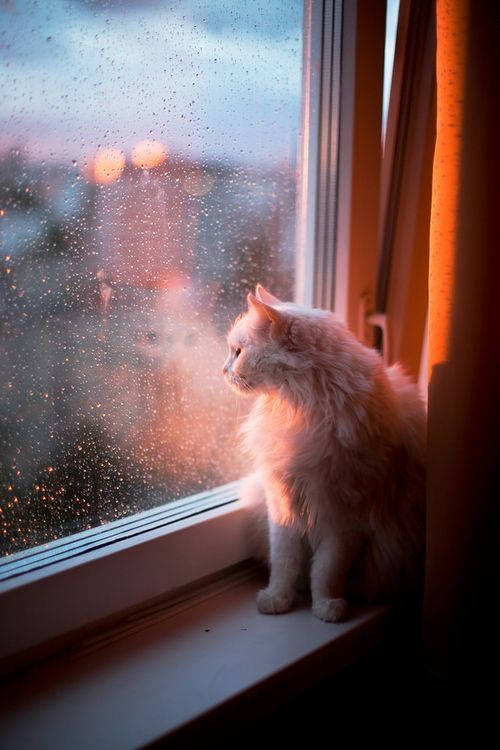 gato com saudade na janela