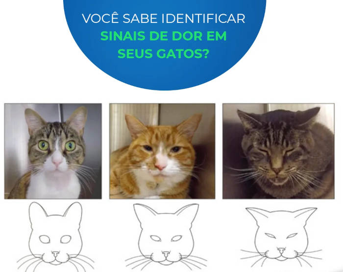 expressoes de dor em gatos