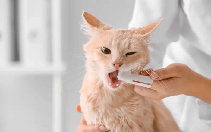 veterinario escovando os dentes do gato