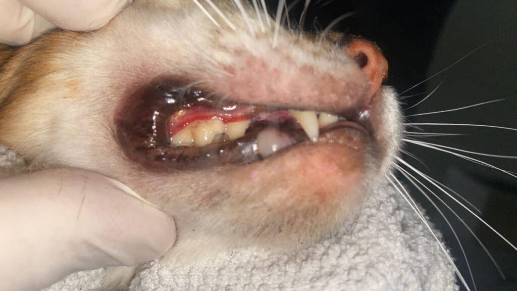 Doenças dentais comuns gatos