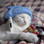 gato com febre