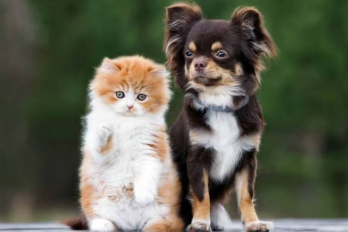 gato e cachorro juntos lado a lado
