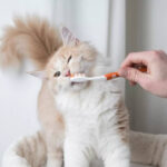 Gato com escova dental