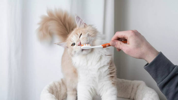 Dente de gato também precisa de escova? Descubra como cuidar da saúde bucal do seu felino!
